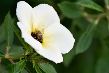 Fototapeta na wymiar White-yellow-brown flower on a blurred background