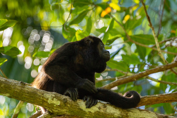 HowlerMonkey