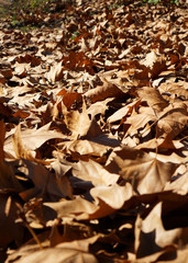 Dried yellow maple leaves on the ground  in autumn