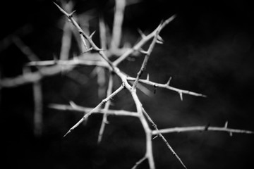 Sharp & Spiky Tree Stem Growing Out From Darkness