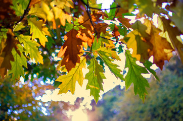 Natural background. Autumn colored leaves on a tree branch