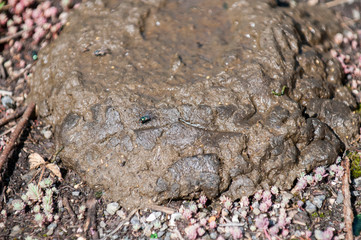 Shiny green dung fly on cow dung