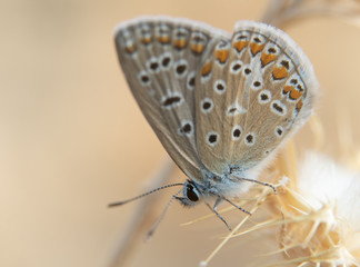 mariposa sobre la flor seca