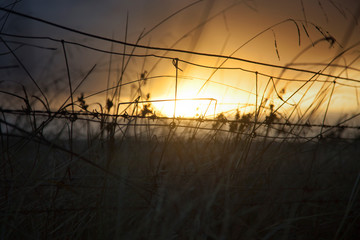 Obraz premium Farm Wire Fence With Dawn Sun Rise