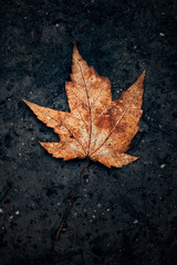 Single Orange Maple Leaf On Dirt Road