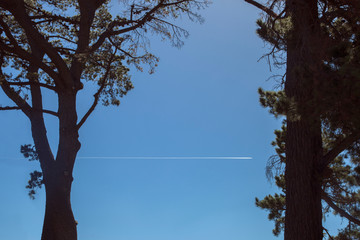 Contrail Created Behind Airplane Between Trees View