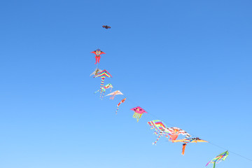 Fototapeta na wymiar Colourful kites flying in the clear blue sky at Spiaggia Su Giudeu, Sardinia, Italy
