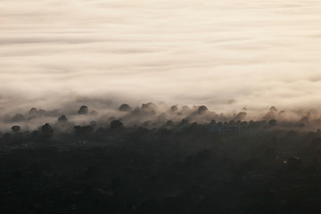 Subtle Fog Edge With Burning Light Through Forest Trees