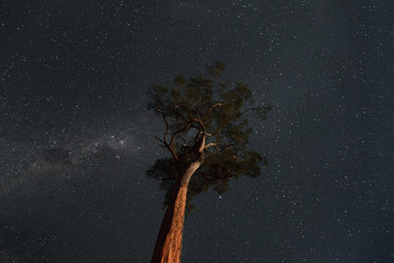Star Light On Clear Night Around Illuminated Forest Tree