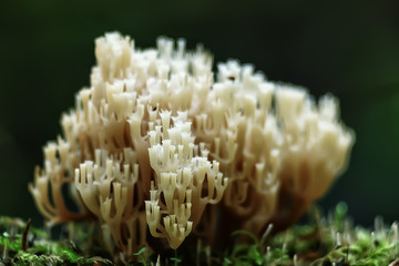 coral mushroom / macro mushroom beautiful nature photo forest