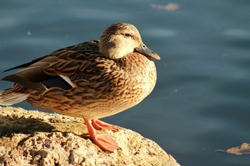 Duck