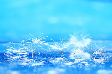 Fototapeta na wymiar dandelion seeds on a light blue background, lightness, holiday