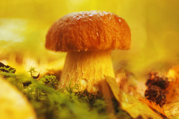 macro