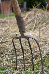 pitchfork in a haystack,hay harvesting season, fork in the ground with hay