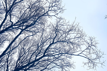 branches covered with snow / background winter trees and bushes without leaves, snowfall, concept of cold weather, frosty climate background