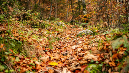 Im Wald beim Tricklfall