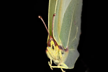 papillon Citron (Gonepteryx rhamni) en macro stacking