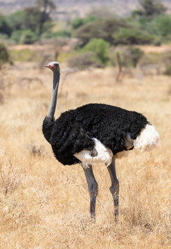 Male Somali Ostrich, Struthio Camelus Molybdophanes, In Northern Kenya Landscape