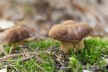 Polish mushrooms (Imleria badia) on moss in the forest.