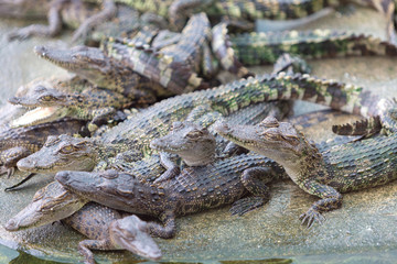 crocodile in the water