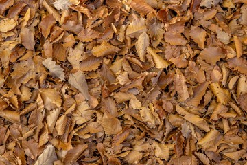 Full-size forest floor with autumnal beech and oak leaves as background
