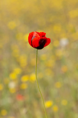 field of red poppies