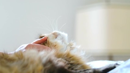 Closeup, slow motion of woman, female hand touching petting calico, maine coon cat head on bed in bedroom, room with pillows