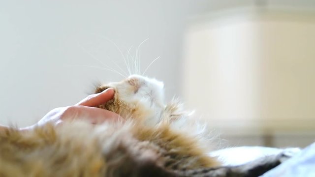 Closeup, slow motion of woman, female hand touching petting calico, maine coon cat head on bed in bedroom, room with pillows