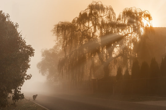Majest&auml;tische Weide (Salix) im Morgennebel mit Katze auf der Stra&szlig;e