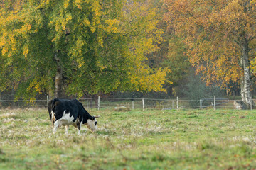Cow in Meadow