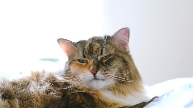 Closeup, slow motion of calico, maine coon cat lying on bed in bedroom, looking, staring at camera, licking with tongue, shaking head on pillows with bright light from window