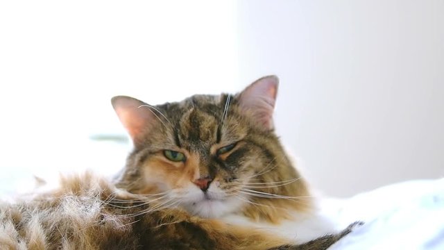 Closeup, slow motion of calico, maine coon cat lying on bed in bedroom, looking, staring at camera, blinking with one eye on pillows with bright light from window