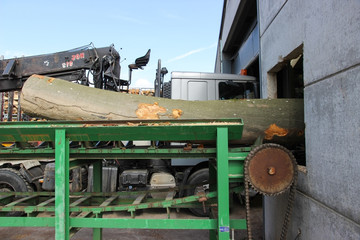 tree trunk entering in a sawmill