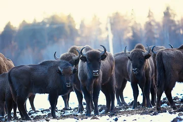 Poster Aurochs bison in nature / winter season, bison in a snowy field, a large bull bufalo © kichigin19