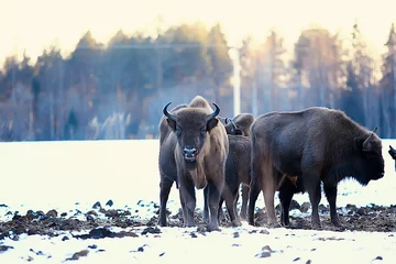 Zelfklevend Fotobehang Aurochs bison in nature / winter season, bison in a snowy field, a large bull bufalo © kichigin19
