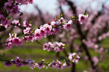 Close-up of blossoming of  peach in the fields and meadows