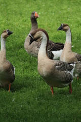 Ducks