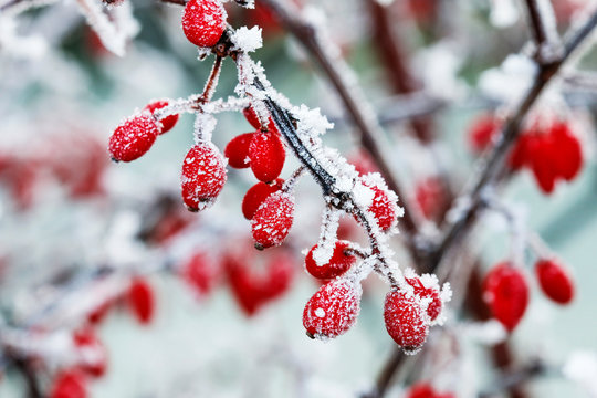 Berberis branch under heavy snow and ice.