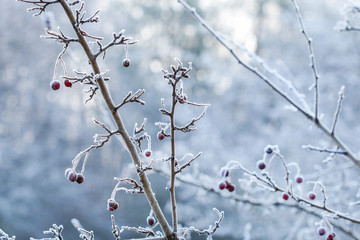 Frosted hawthorn berries in the garden.