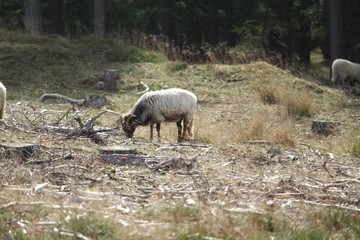 Fototapeta premium Sheep