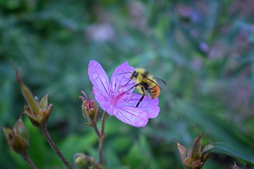 Bumble bee (Bombus huntii, Hymenoptera, Apidae, Bombinae) collecting pollen and nectar from wild flowers along hiking trails to Doughnut Falls in Big Cottonwood Canyon, in the Wasatch front Rocky Moun