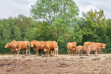 Naklejka na ściany i meble Herd of brown cows with calves in meadow