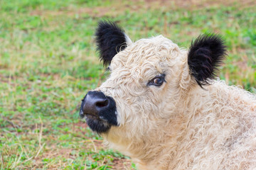 Obraz premium Portrait head of black and white calf in meadow