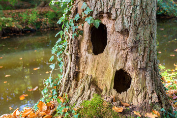 Hollow oak tree trunk with two holes at water