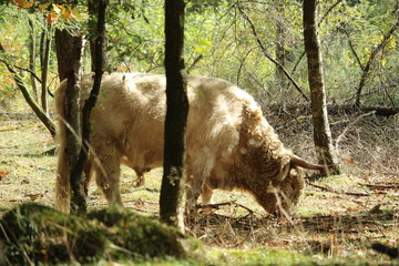 Wild Cow