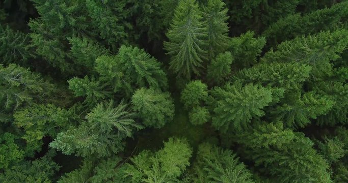 4k aerial photo of spruce tree forest in late summer  - environment conceptual