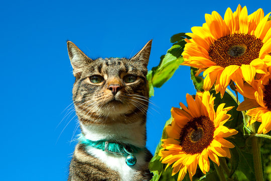 Tabby and white Cat and Sunflowers against a blue sky. Cat looking directly at camera
