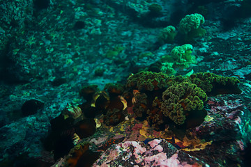 colony of sea anemones under water corals