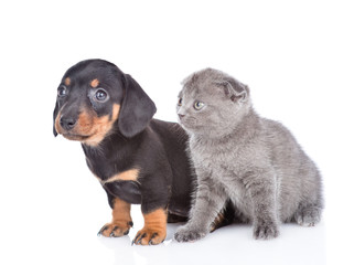 Dachshund puppy and scottish kitten standing together in profile. isolated on white background