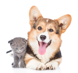 Happy corgi puppy with open mouth lying with tiny kitten. Isolated on white background